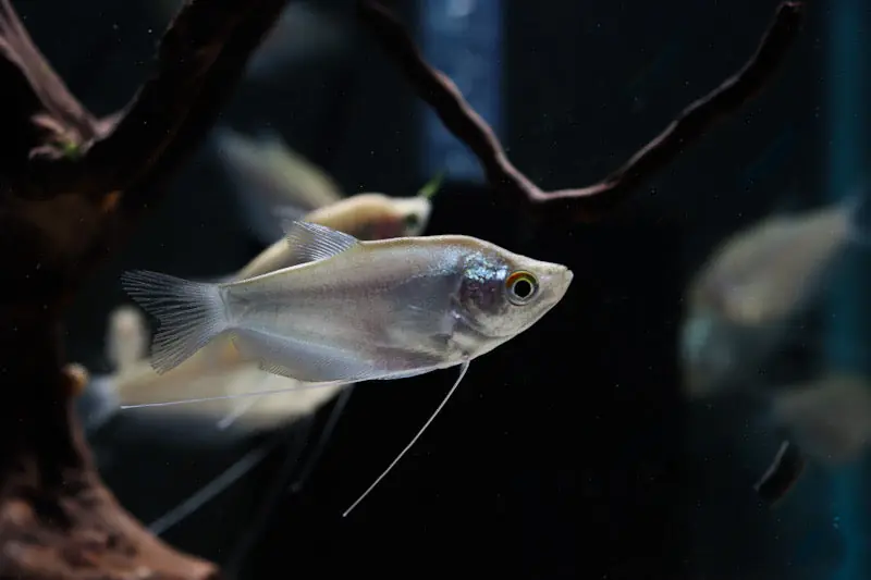 Moonlight Gourami - Cichlid Exchange