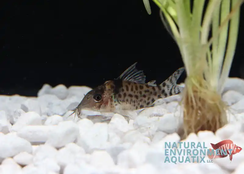 Black Fin Corydoras Catfish - Cichlid Exchange