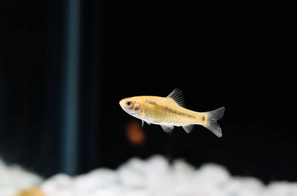 Gold Barb - Cichlid Exchange