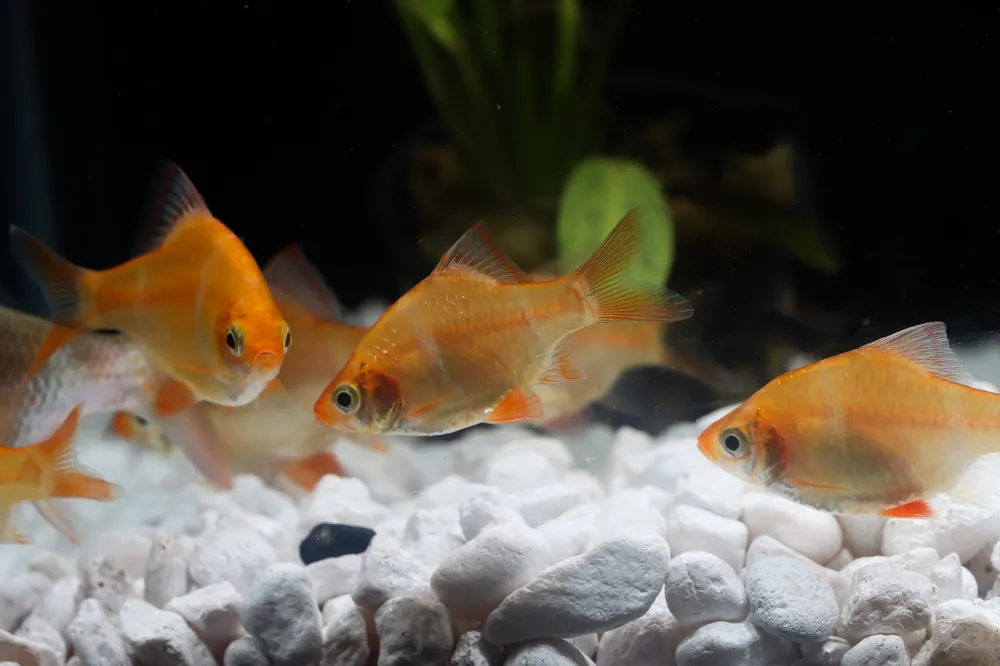Albino Tiger Barb - Emark Tropical Imports