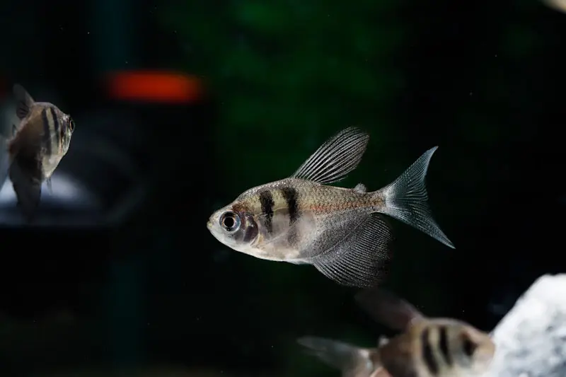 Black Skirt Tetra - 5D Tropical