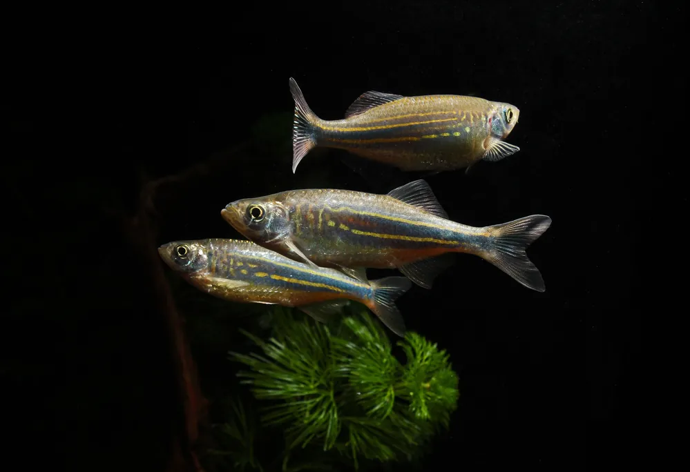 Giant Danio - 5D Tropical