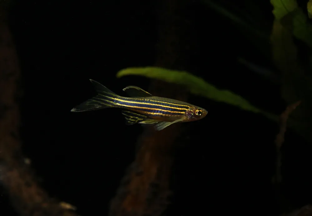 Long Fin Zebra Danio - Emark Tropical Imports