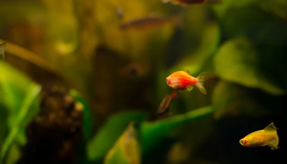 Gold Zebra Danio - Emark Tropical Imports