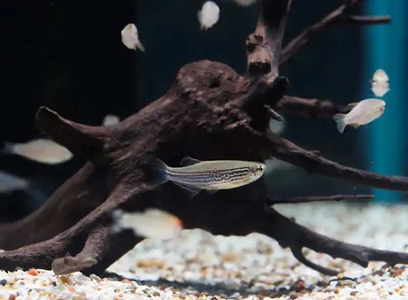 Leopard Danio - 5D Tropical