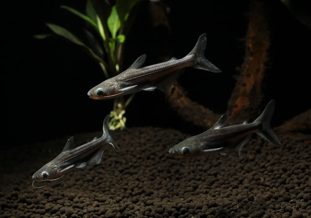 Iridescent Shark - Emark Tropical Imports