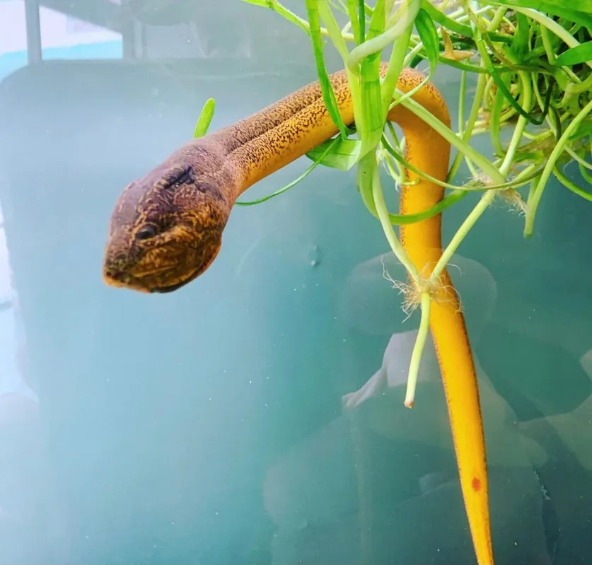 Swamp Eel - 5D Tropical