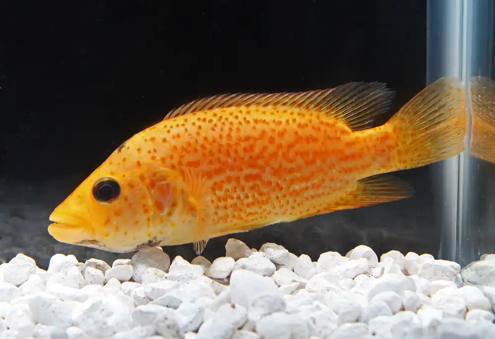 Red Dovii Cichlid - 5D Tropical