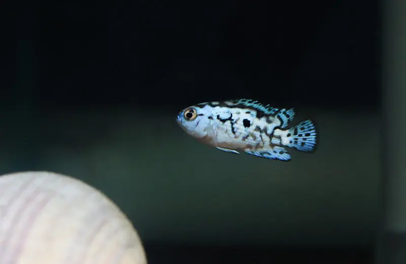Electric Blue Jack Dempsey Cichlid - 5D Tropical