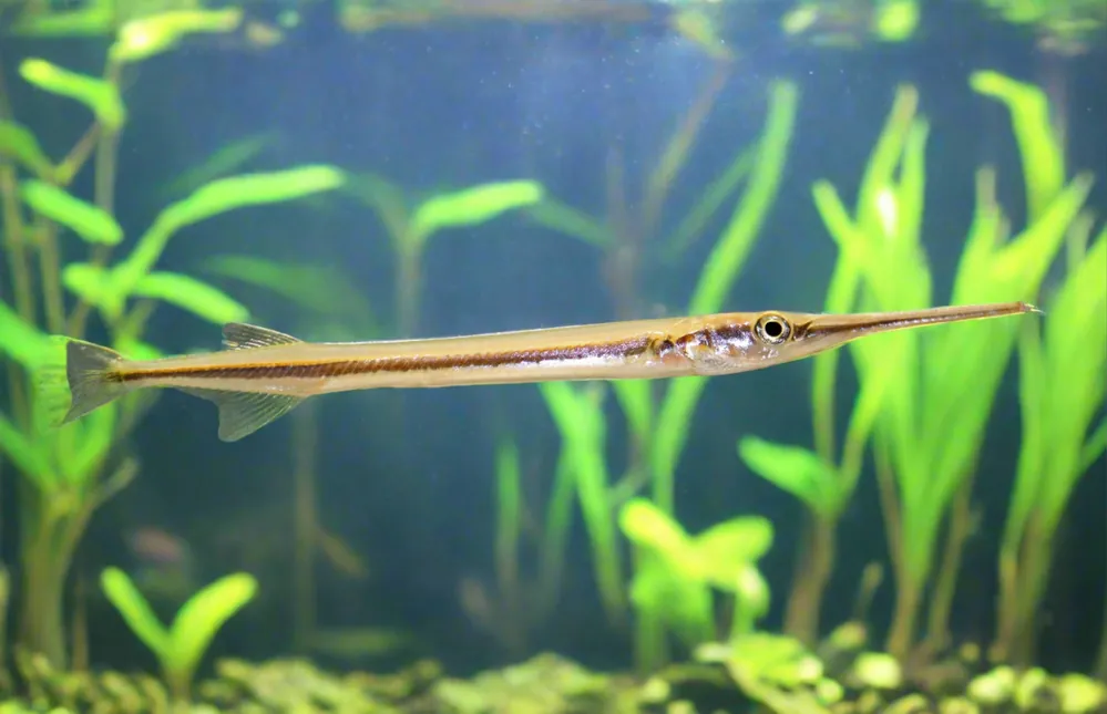 Asian Needle Nose Gar 4" - Quality Gold