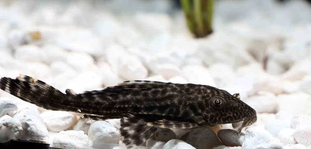 Common Plecostomus - Carolina Aquatics