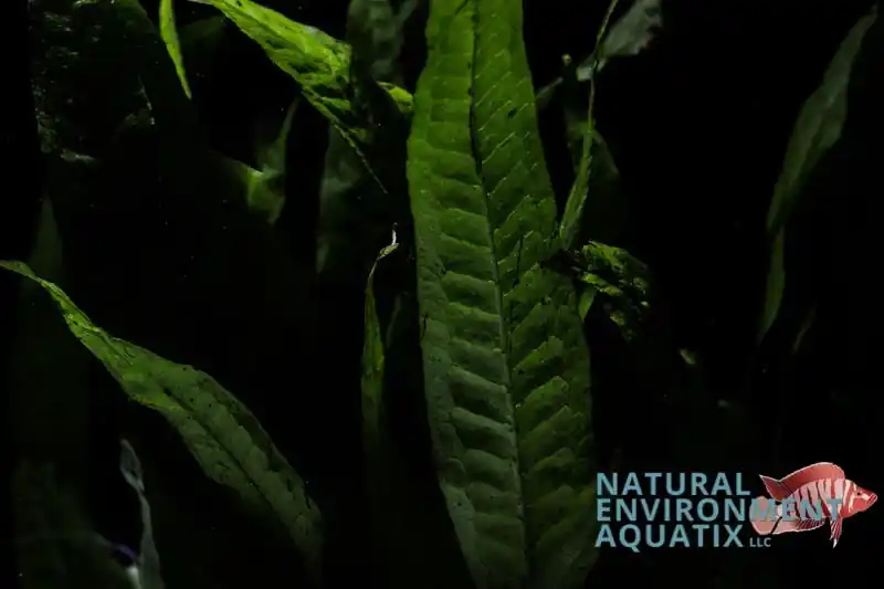 Java Fern Aquatic Plant - Emark Tropical Imports