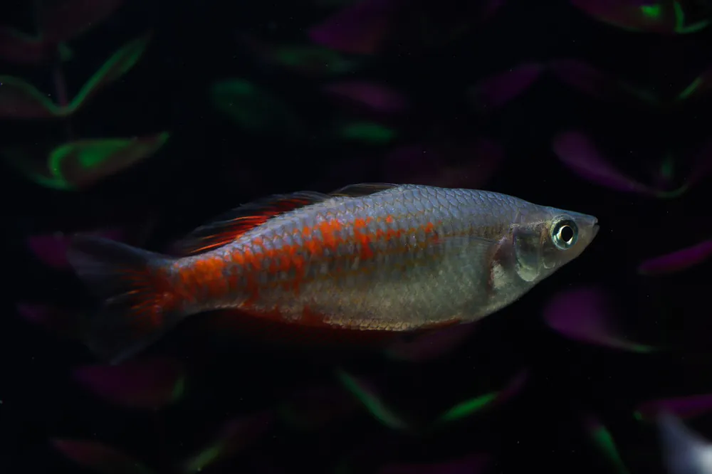 Parkinson Rainbow - Emark Tropical Imports