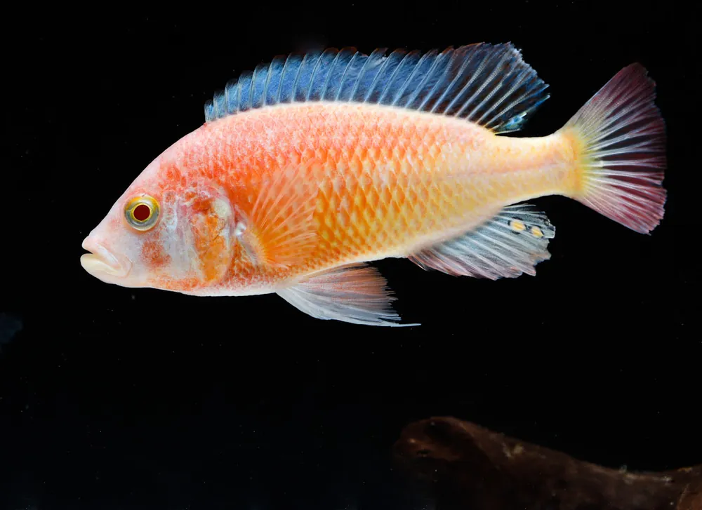 Albino Kyoga Flame Back Cichlid - Quality Gold