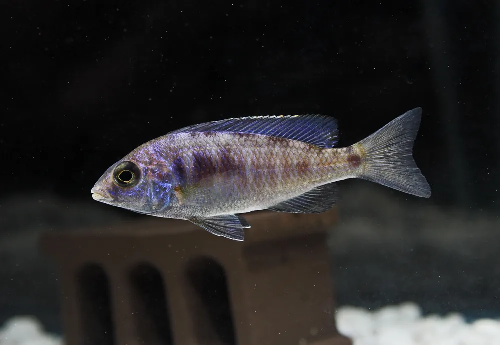 Mdoka White Lip Cichlid - Rick