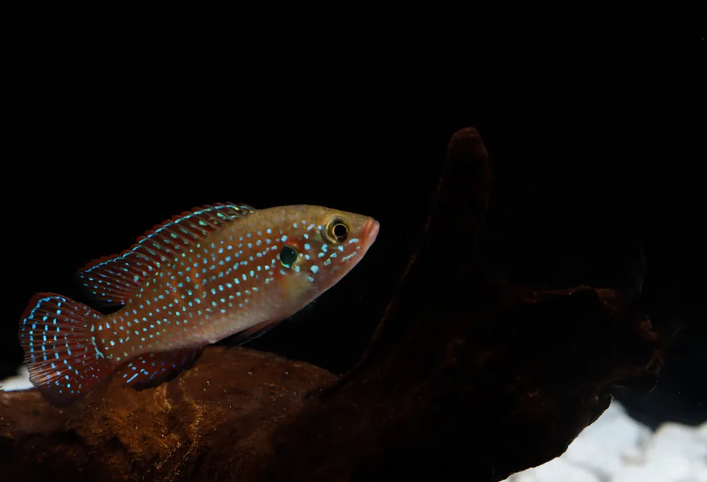 Turquoise Jewel Cichlid - 5D Tropical