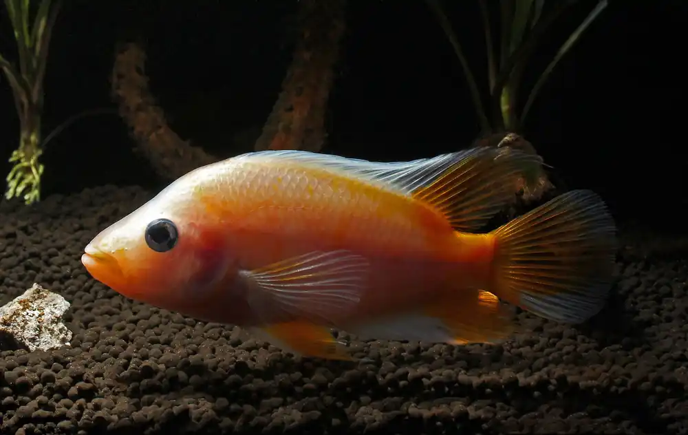 Red Devil Cichlid - Carolina Aquatics