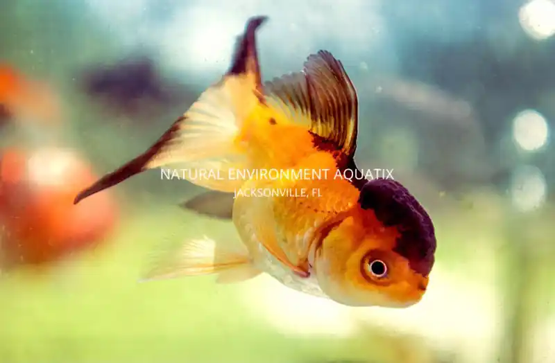 Assorted Oranda Goldfish - 5D Tropical
