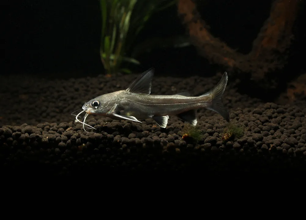 Colombian Shark - Emark Tropical Imports