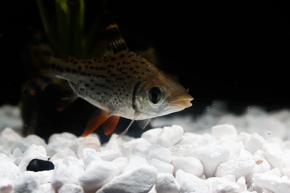Flagtail (Red Fin Prochilodus) - Cichlid Exchange