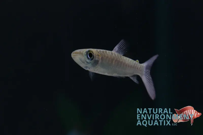 Pink Tail Chalceus - Emark Tropical Imports