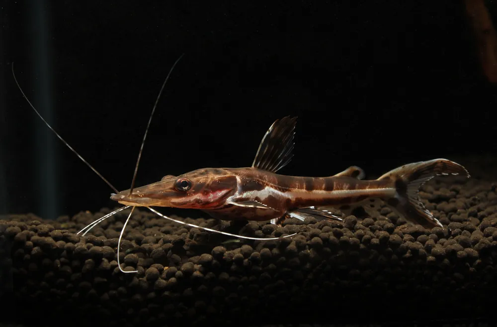 Tiger Shovelnose Catfish - Emark Tropical Imports