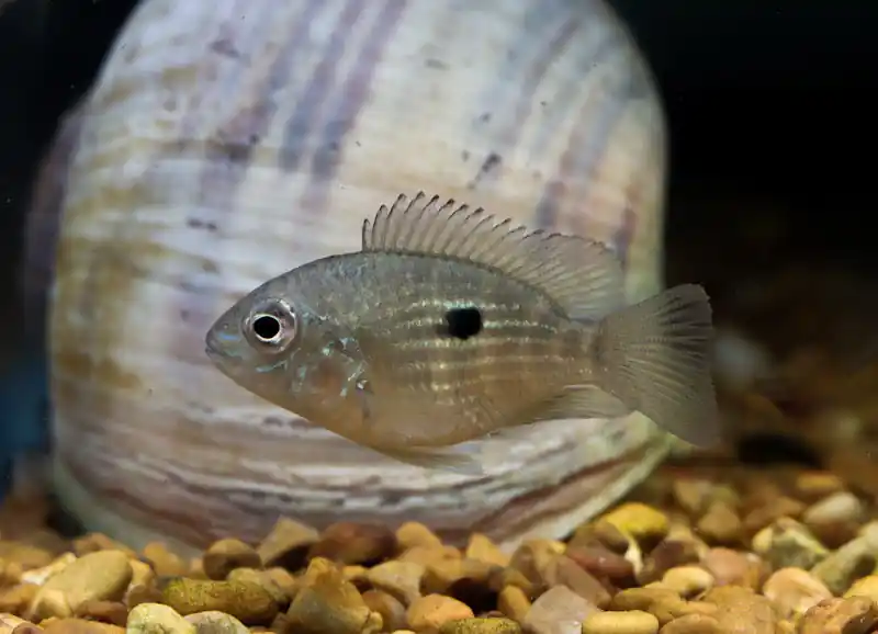 Balloon Green Terror Cichlid - Segrest