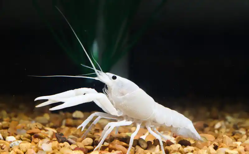 Vanilla Crayfish - Carolina Aquatics