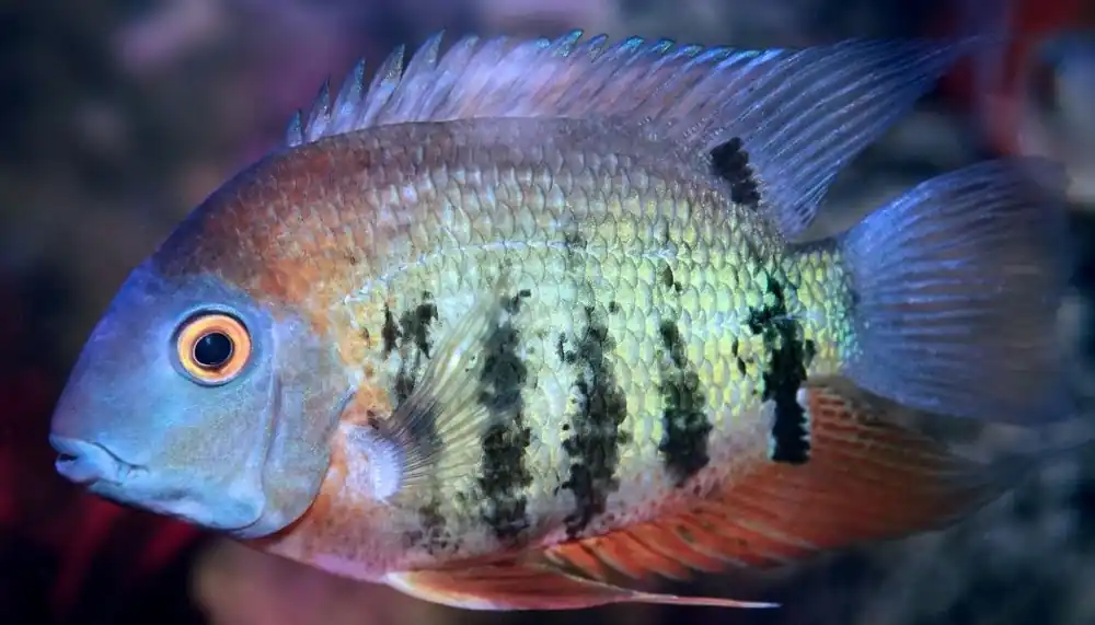 Orange Shoulder Severum Cichlid - Carolina Aquatics