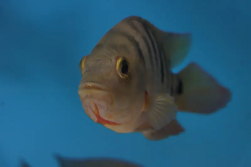 False Red Terror Cichlid - Quality Gold