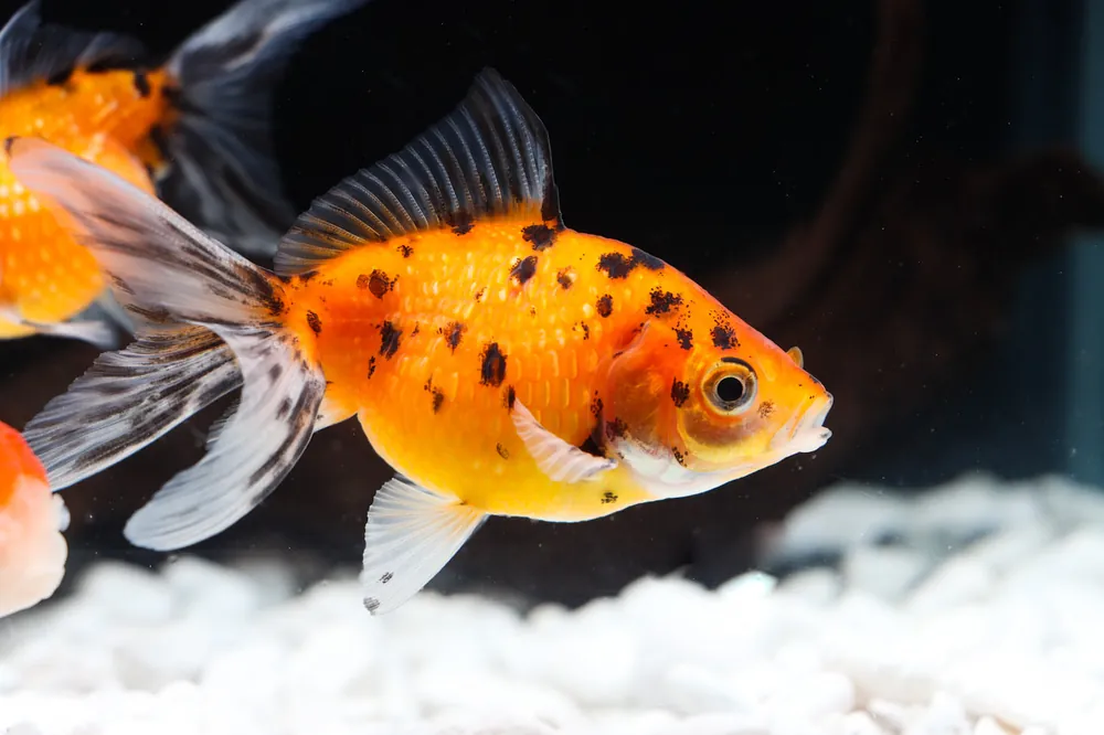 Assorted Pearlscale Goldfish - Segrest