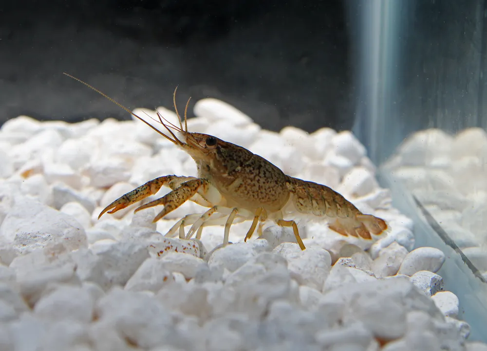 Crayfish - Carolina Aquatics