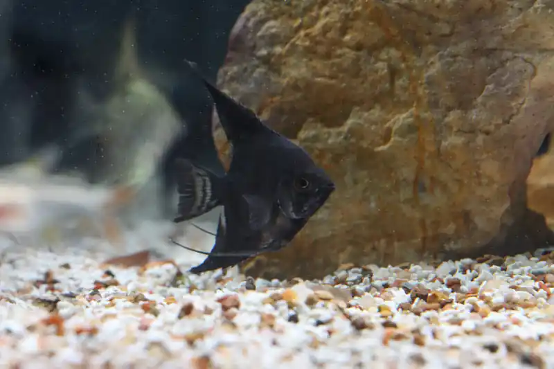 Black Angelfish - Emark Tropical Imports