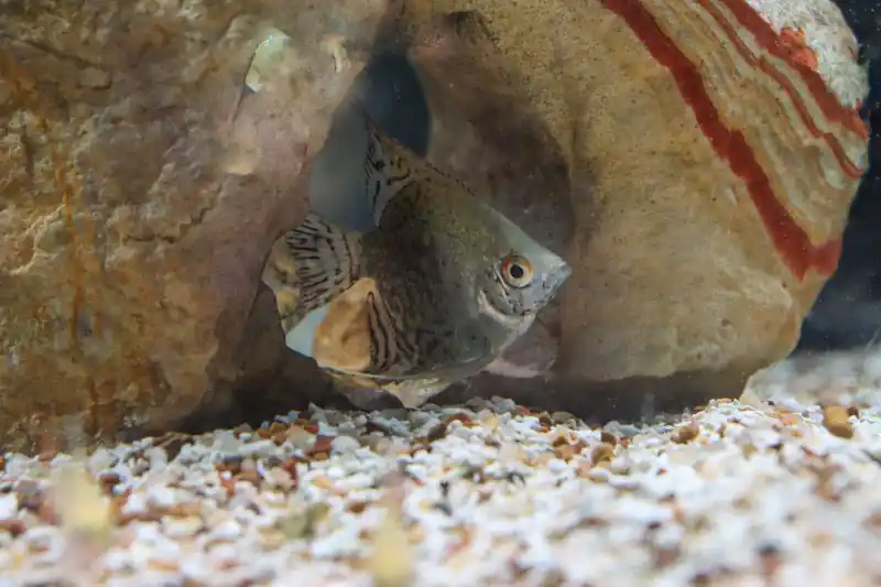 Leopard Angelfish - Cichlid Exchange