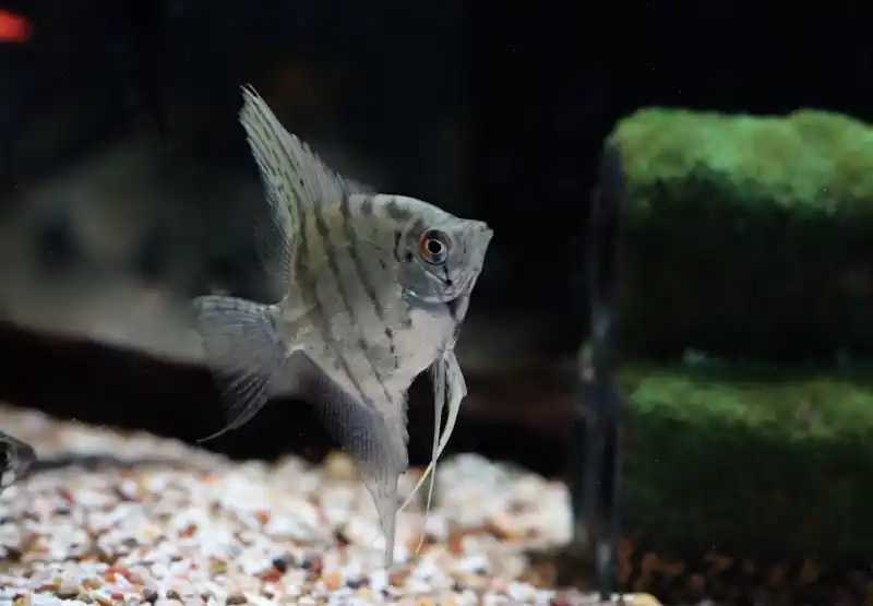 White Zebra Angelfish - Cichlid Exchange