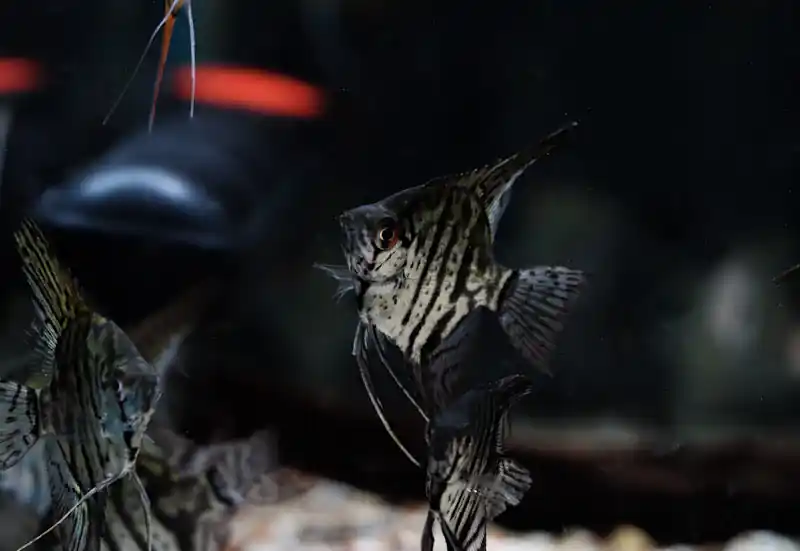 Zebra Lace Angelfish - Cichlid Exchange