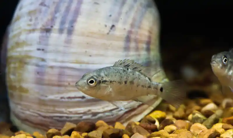 Black Nasty Cichlid - Cichlid Exchange