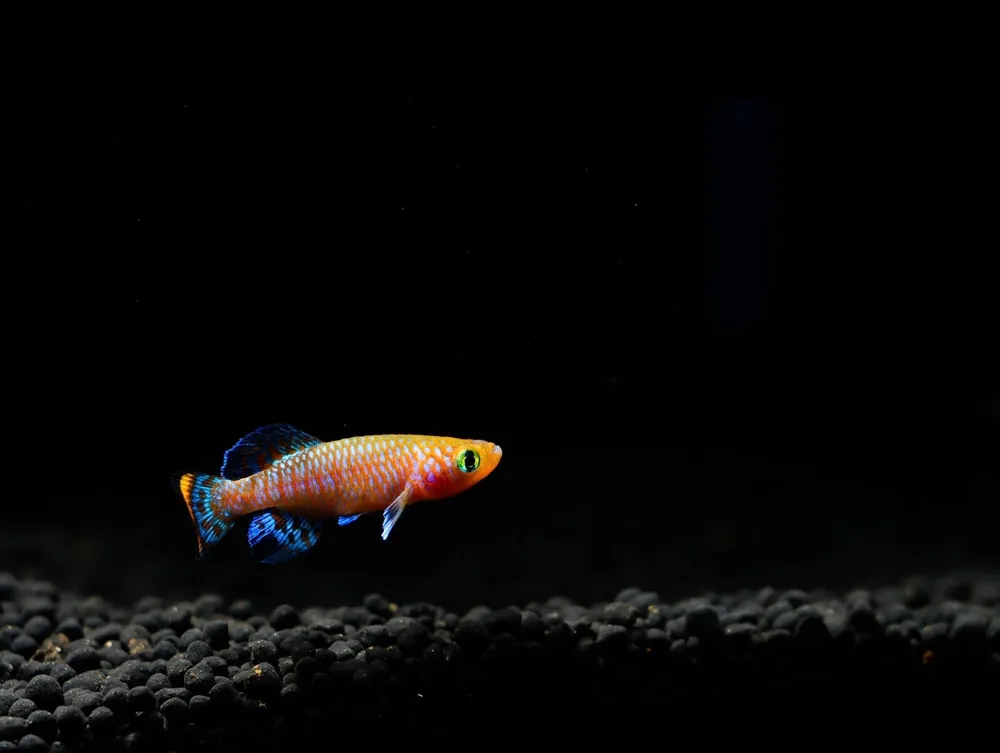 Nothobranchius rachovii "Rachovi Killifish" Pair - Emark Tropical Imports