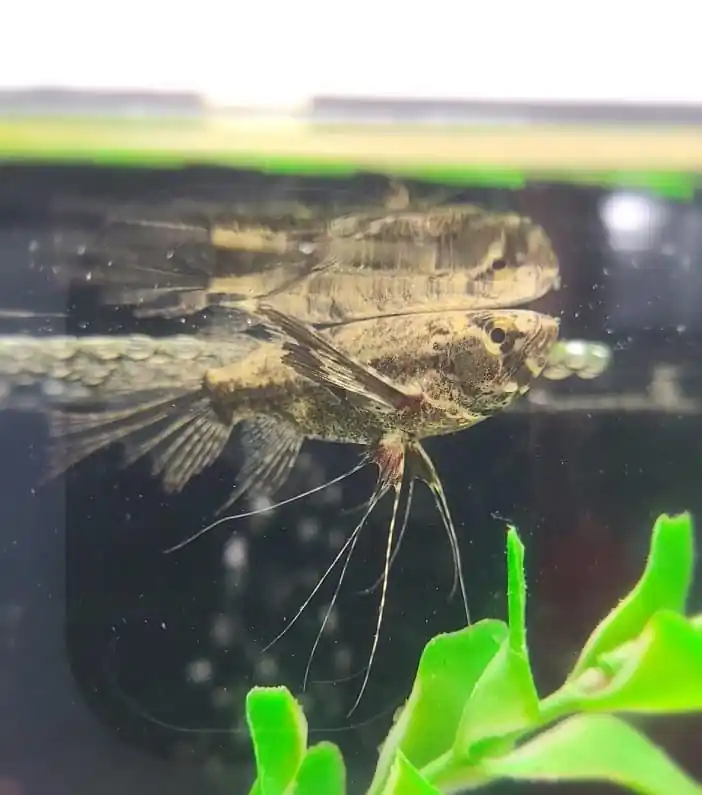 African Butterfly - Cichlid Exchange