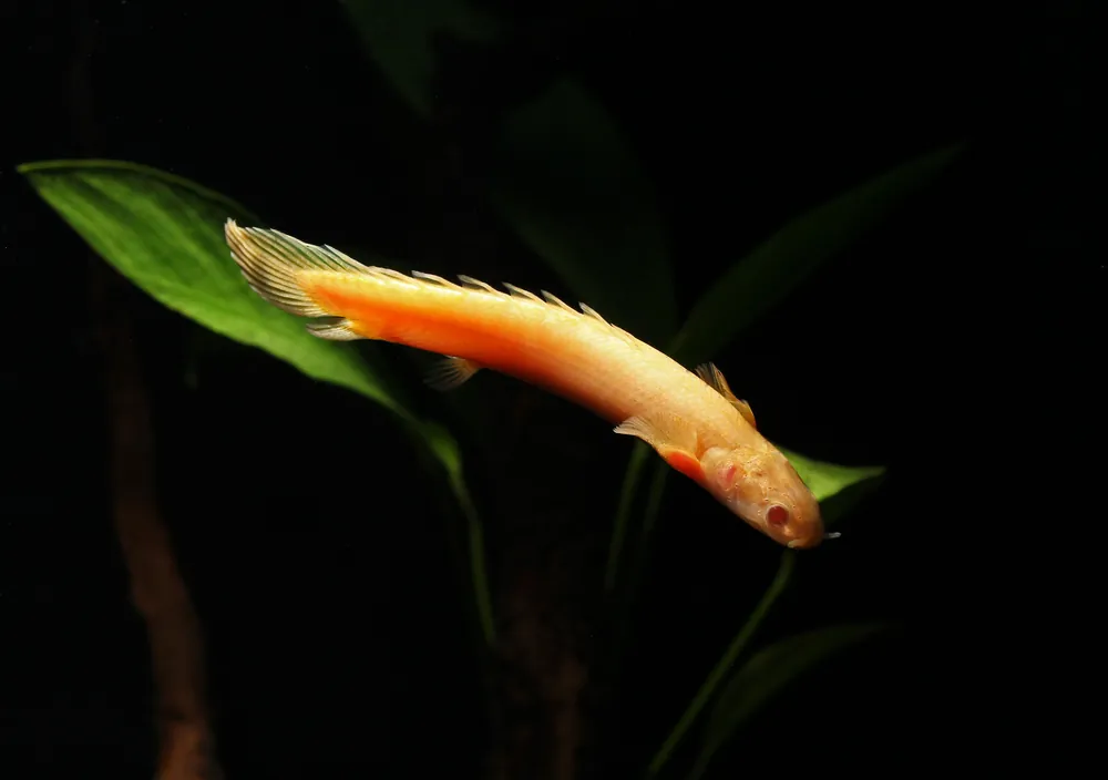 Albino Senegal Bichir - Quality Gold
