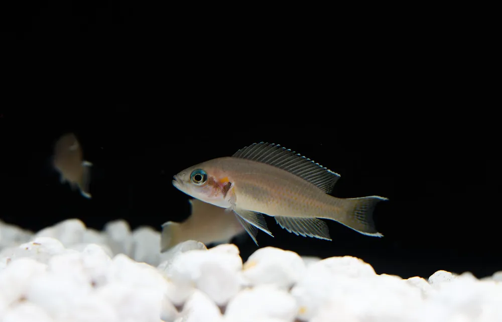 Brichardi Cichlid - Florida Exotic