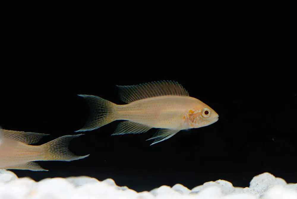 Albino Brichardi Cichlid - Cichlid Exchange