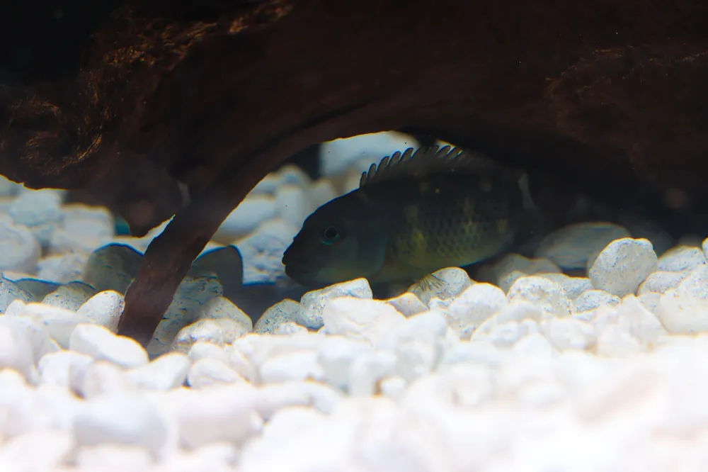 Buffalo Head Cichlid - Rick