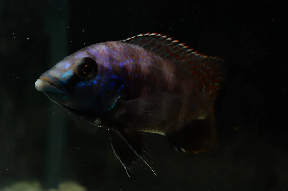 VC 10 Placidochromis Milomo Cichlid Male Large - 5D Tropical