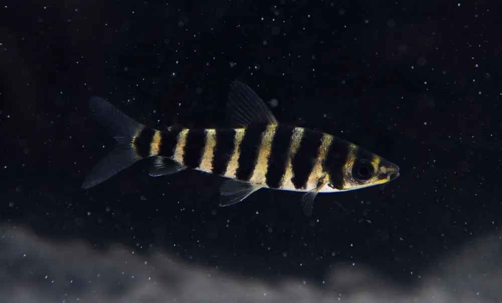 Leporinus Fasciatus - Emark Tropical Imports