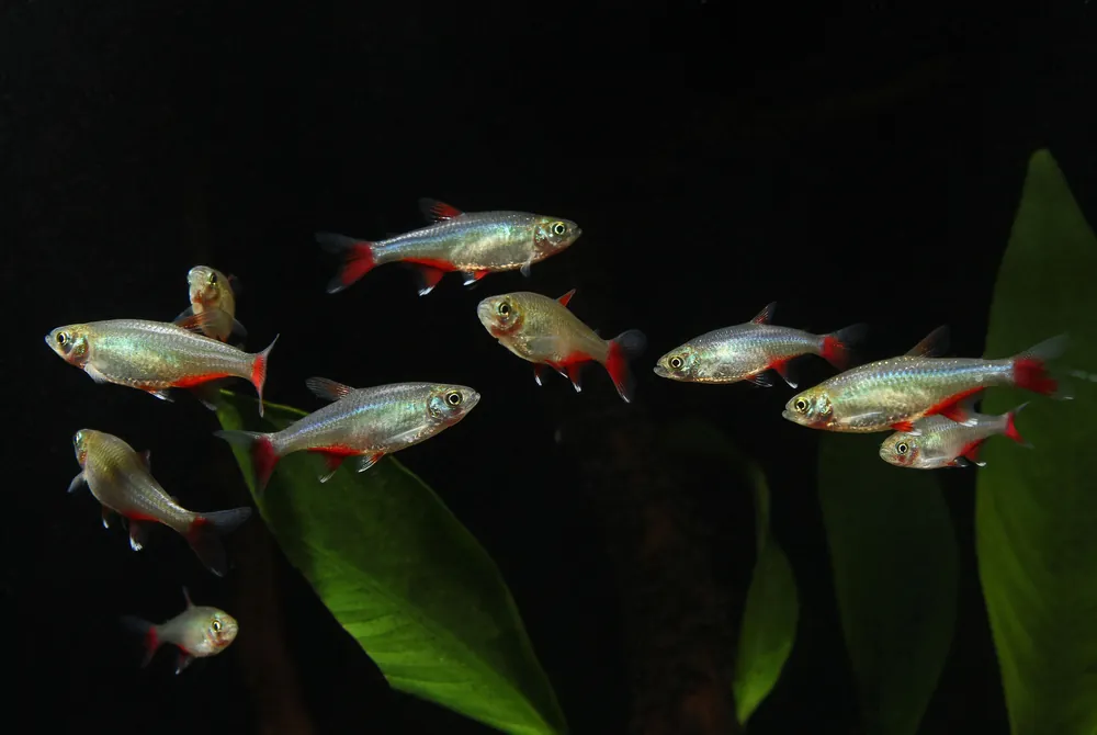 Bloodfin Tetra - Cichlid Exchange
