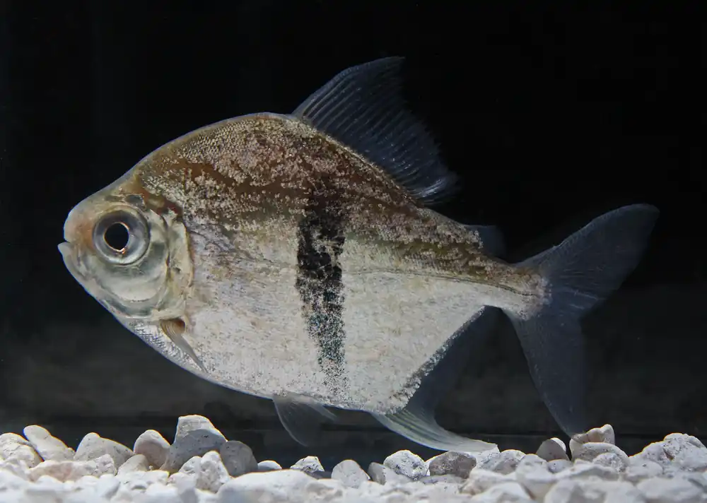 Black Bar Silver Dollar - Segrest