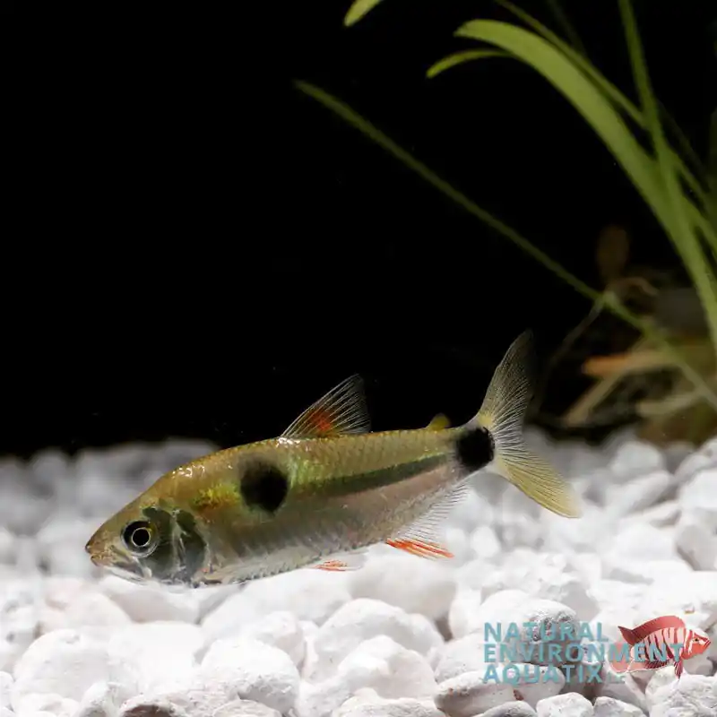 Exodon Tetra - Cichlid Exchange