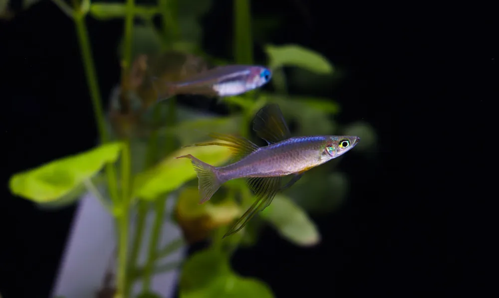 Threadfin Rainbow - Cichlid Exchange
