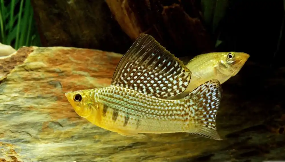 Assorted Sailfin Mollies - 5D Tropical